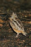 American Woodcock